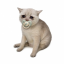 BABYCASHCAT